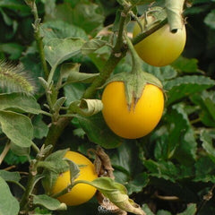 Solanum "Golden Eggs" Plant Seeds – Unique Ornamental Fruit with a Tropical Flair!
