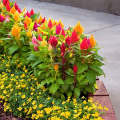 Celosia Plumosa Mix Seeds