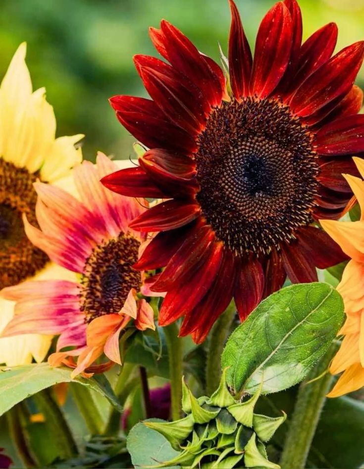 Sunflower ‘Red Sun’ Seeds – Deep Red Blooms That Turn Heads!