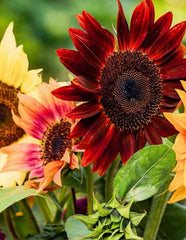 Sunflower ‘Red Sun’ Seeds – Deep Red Blooms That Turn Heads!
