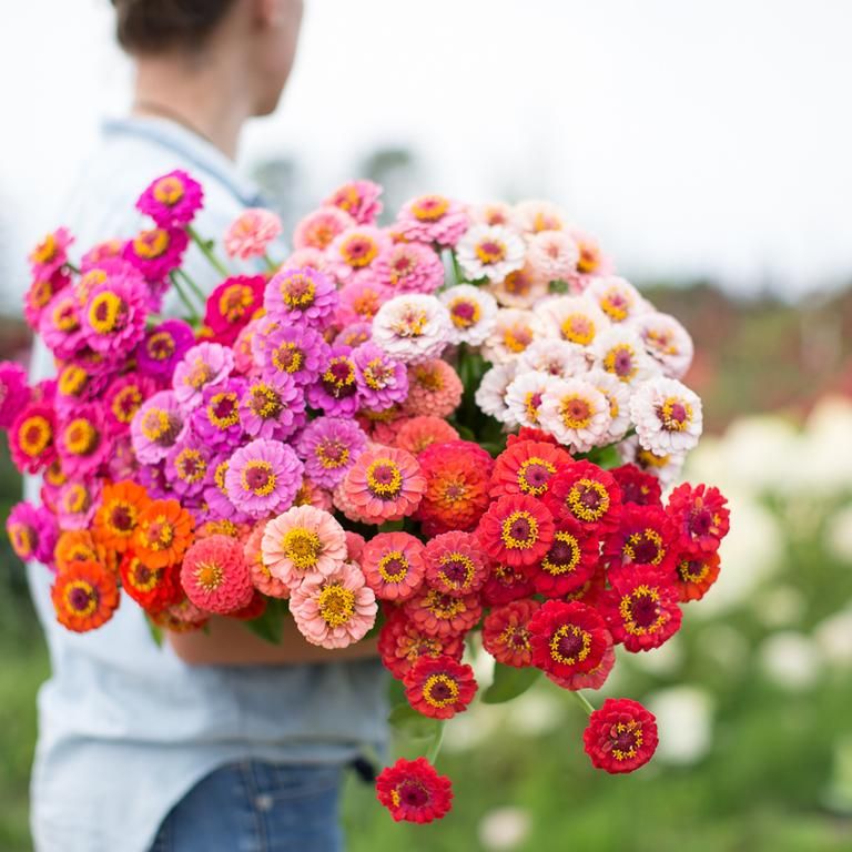 Zinnia Lilliput Mix Plant Seeds – Mini Blooms, Maximum Color!