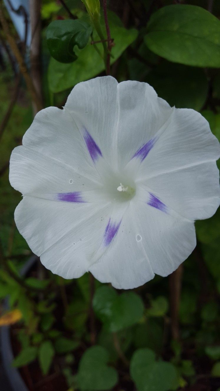 Morning Glory 'Milky Way' Plant Seeds – Stunning Starry White and Purple Blooms