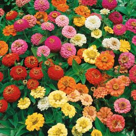 Zinnia Super Yoga Mix Plant Seeds – Bold, Bright & Beautiful!