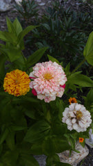 Zinnia Candy Stripe Plant Seeds – Vibrant & Eye-Catching Blooms!