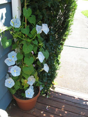 Morning Glory 'Milky Way' Plant Seeds – Stunning Starry White and Purple Blooms