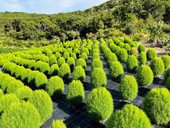 🌿 Kochia (Kochia scoparia) Seeds