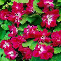 Morning Glory 'Ruffled Red' Plant Seeds – Bold, Ruffled Blooms for a Stunning Garden Display