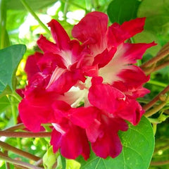 Morning Glory 'Ruffled Red' Plant Seeds – Bold, Ruffled Blooms for a Stunning Garden Display