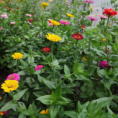 Zinnia Super Yoga Mix Plant Seeds – Bold, Bright & Beautiful!
