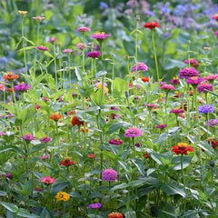 Zinnia Lilliput Mix Plant Seeds – Mini Blooms, Maximum Color!