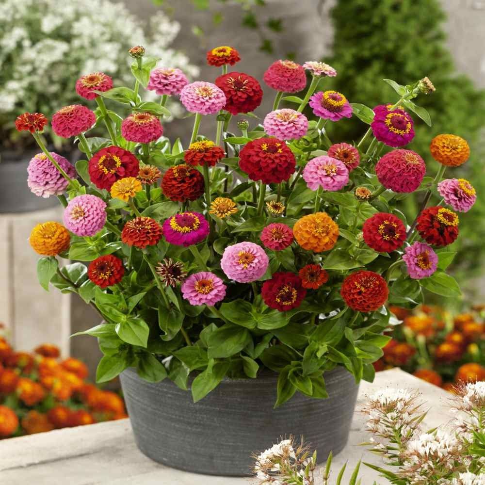 Zinnia Lilliput Mix Plant Seeds – Mini Blooms, Maximum Color!
