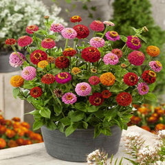 Zinnia Lilliput Mix Plant Seeds – Mini Blooms, Maximum Color!