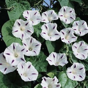 Morning Glory 'Milky Way' Plant Seeds – Stunning Starry White and Purple Blooms