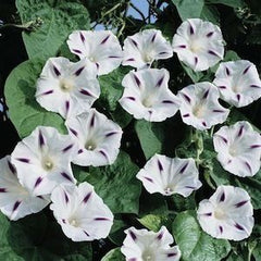 Morning Glory 'Milky Way' Plant Seeds – Stunning Starry White and Purple Blooms