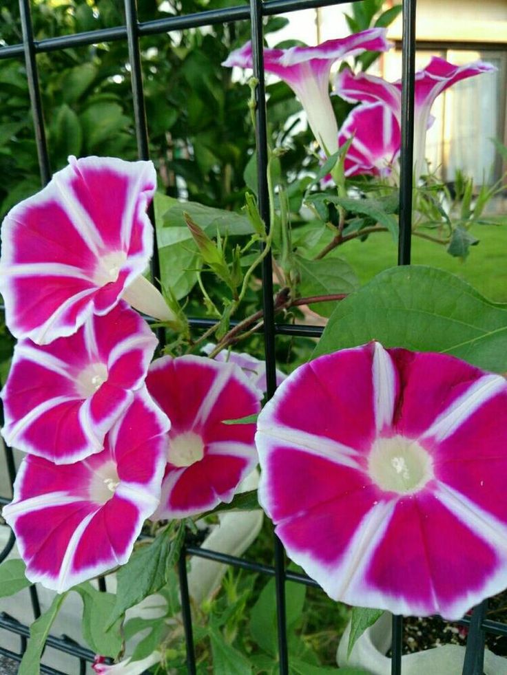 Morning Glory 'Rosita' Plant Seeds – Romantic Vines with Rosy Charm!