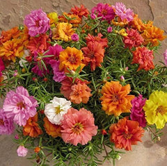 Portulaca F1 Sundial Mix Seeds