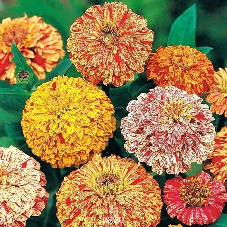 Zinnia Candy Stripe Plant Seeds – Vibrant & Eye-Catching Blooms!