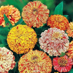 Zinnia Candy Stripe Plant Seeds – Vibrant & Eye-Catching Blooms!