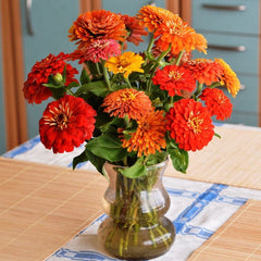 Zinnia Lilliput Mix Plant Seeds – Mini Blooms, Maximum Color!