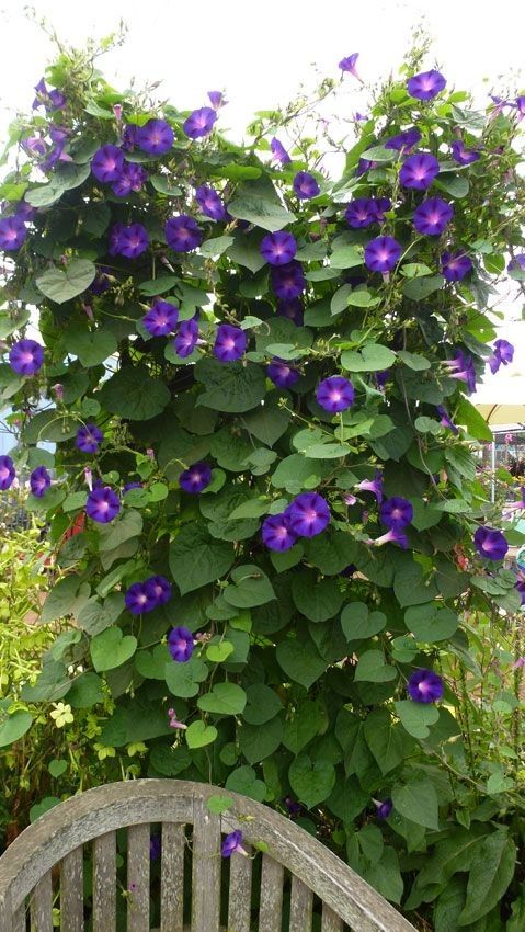 Morning Glory 'Knowlians Black' Plant Seeds – Mysterious, Velvety Blooms with Striking Beauty