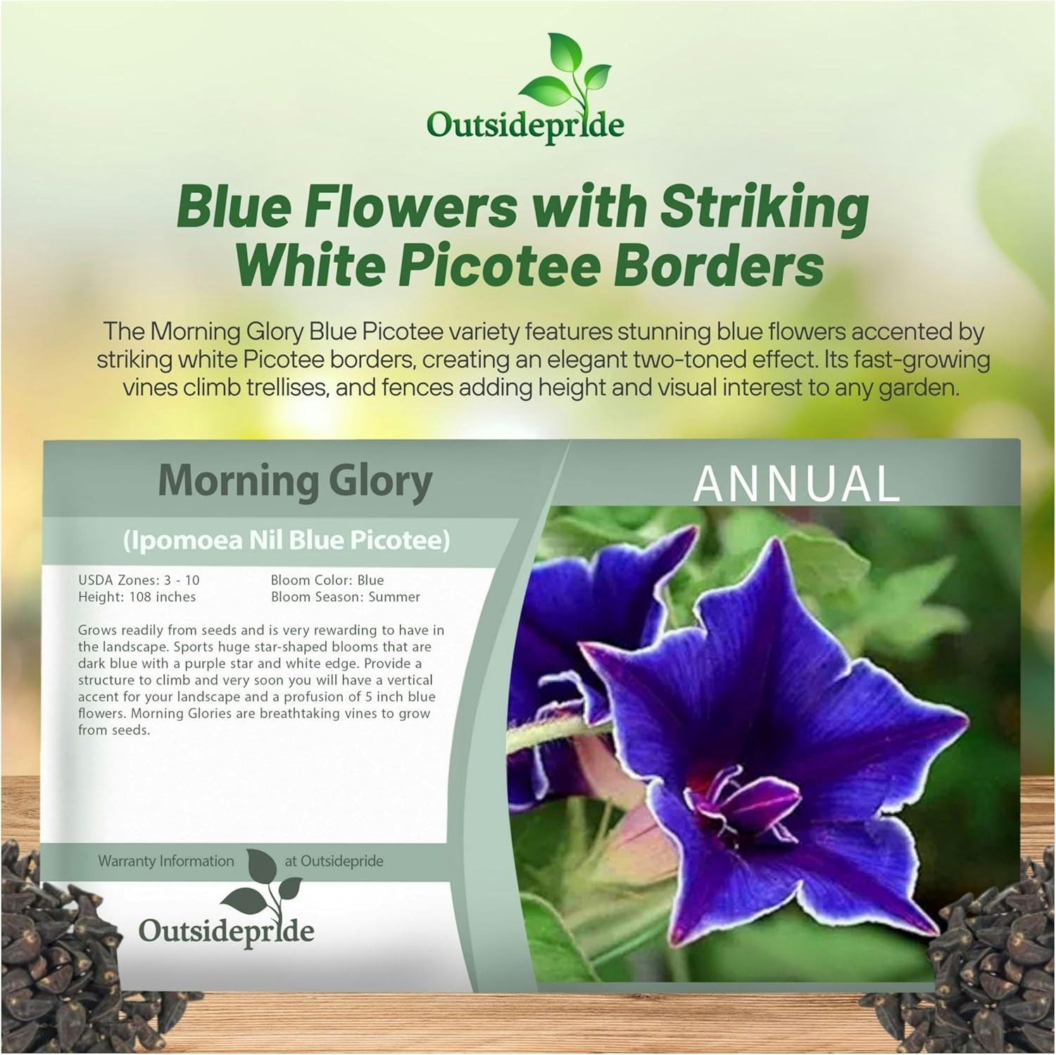 Blue Picotee Morning Glory