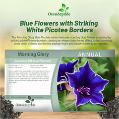 Blue Picotee Morning Glory