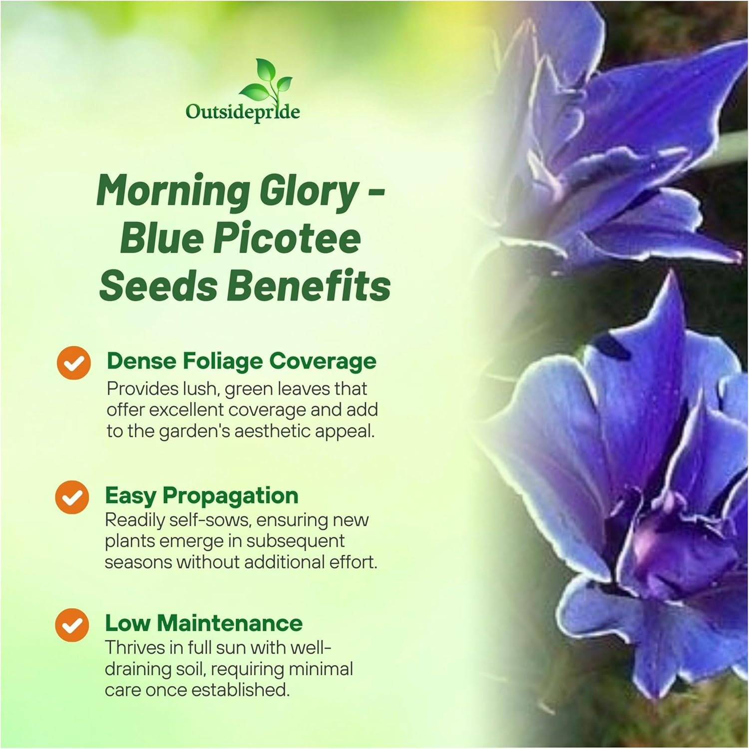 Blue Picotee Morning Glory
