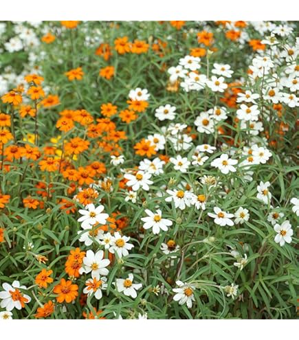 Zinnia Linearis Mix Seeds – Compact Beauty with Long-Lasting Blooms!