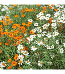 Zinnia Linearis Mix Seeds – Compact Beauty with Long-Lasting Blooms!