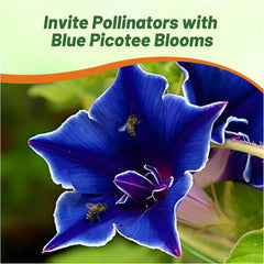 Blue Picotee Morning Glory