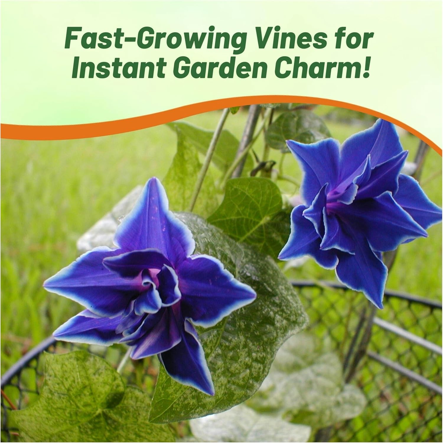 Blue Picotee Morning Glory