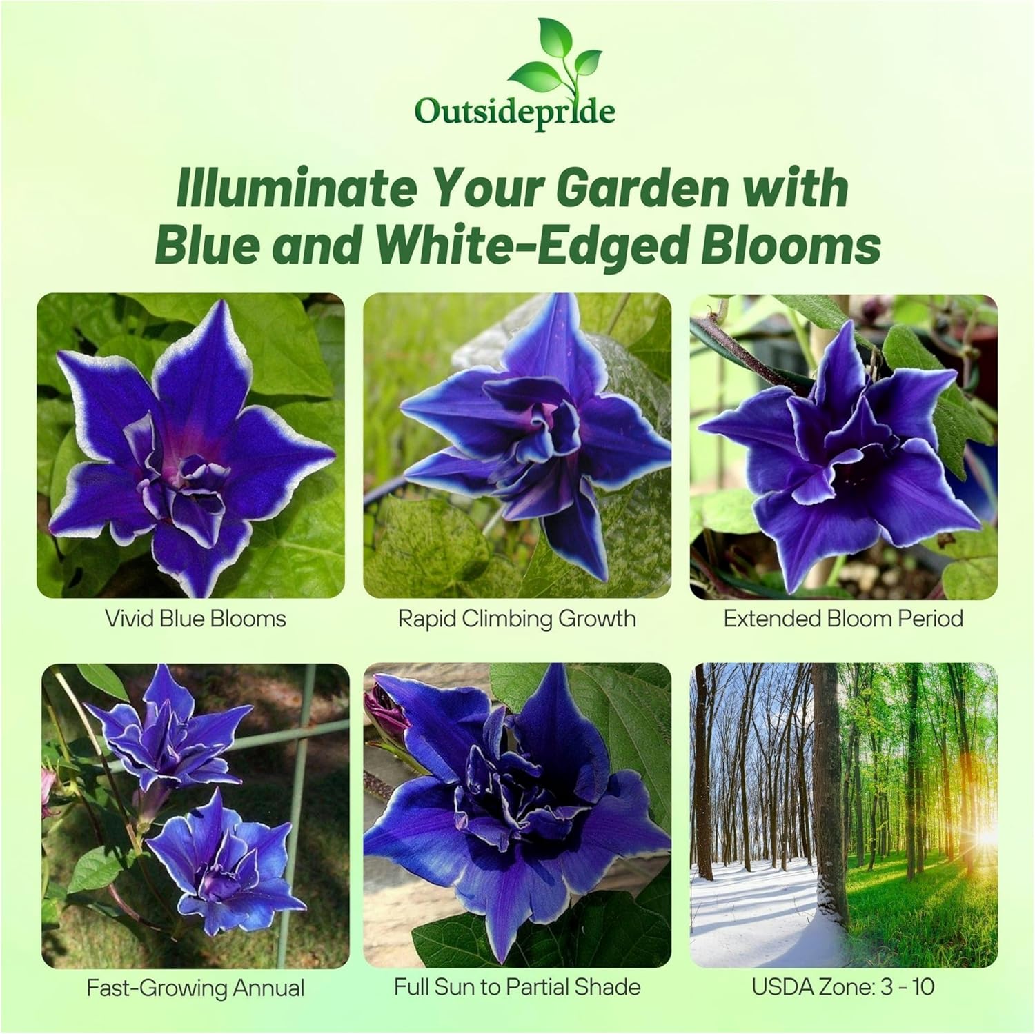 Blue Picotee Morning Glory