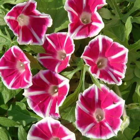 Morning Glory 'Rosita' Plant Seeds – Romantic Vines with Rosy Charm!