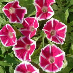Morning Glory 'Rosita' Plant Seeds – Romantic Vines with Rosy Charm!