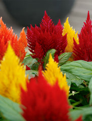 Celosia Plumosa Mix Seeds