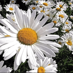Chrysanthemum Alaska White Flowers Seeds