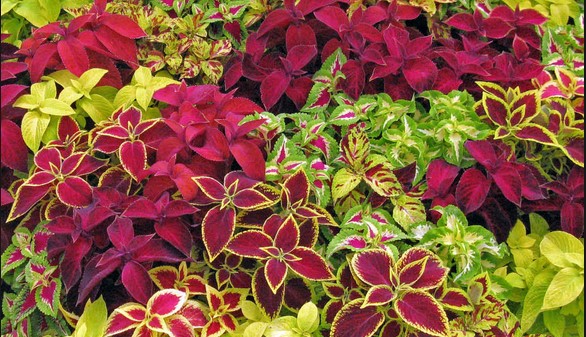 Coleus Seeds - Fairway Mix