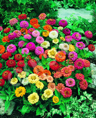 Zinnia Extra Dwarf 'Thumbelina Mix' Plant Seeds – Tiny Blooms, Big Color!