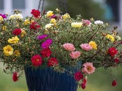 Portulaca F1 Sundial Mix Seeds