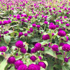 Gomphrena ‘Buddy Purple’ – Garden Royalty in Bloom Seeds