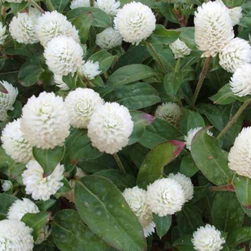 Gomphrena ‘Buddy White’ Seeds