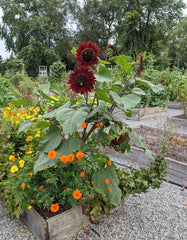 Sunflower ‘Red Sun’ Seeds – Deep Red Blooms That Turn Heads!