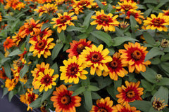 Zinnia ‘Profusion Red Yellow Bicolor’ Seeds – A Living Color Show