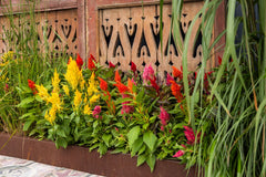 Celosia Plumosa Mix Seeds