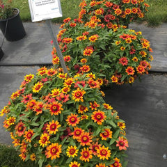 Zinnia ‘Profusion Red Yellow Bicolor’ Seeds – A Living Color Show