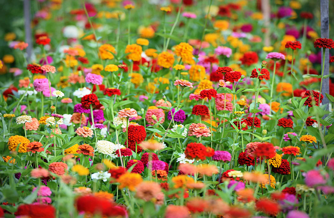 Zinnia Extra Dwarf 'Thumbelina Mix' Plant Seeds – Tiny Blooms, Big Color!