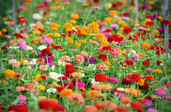 Zinnia Extra Dwarf 'Thumbelina Mix' Plant Seeds – Tiny Blooms, Big Color!
