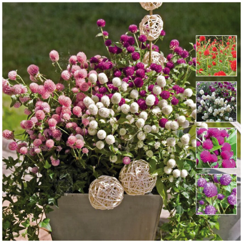 Gomphrena Buddy Mix