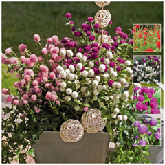 Gomphrena Buddy Mix