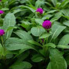 Gomphrena ‘Buddy Purple’ – Garden Royalty in Bloom Seeds
